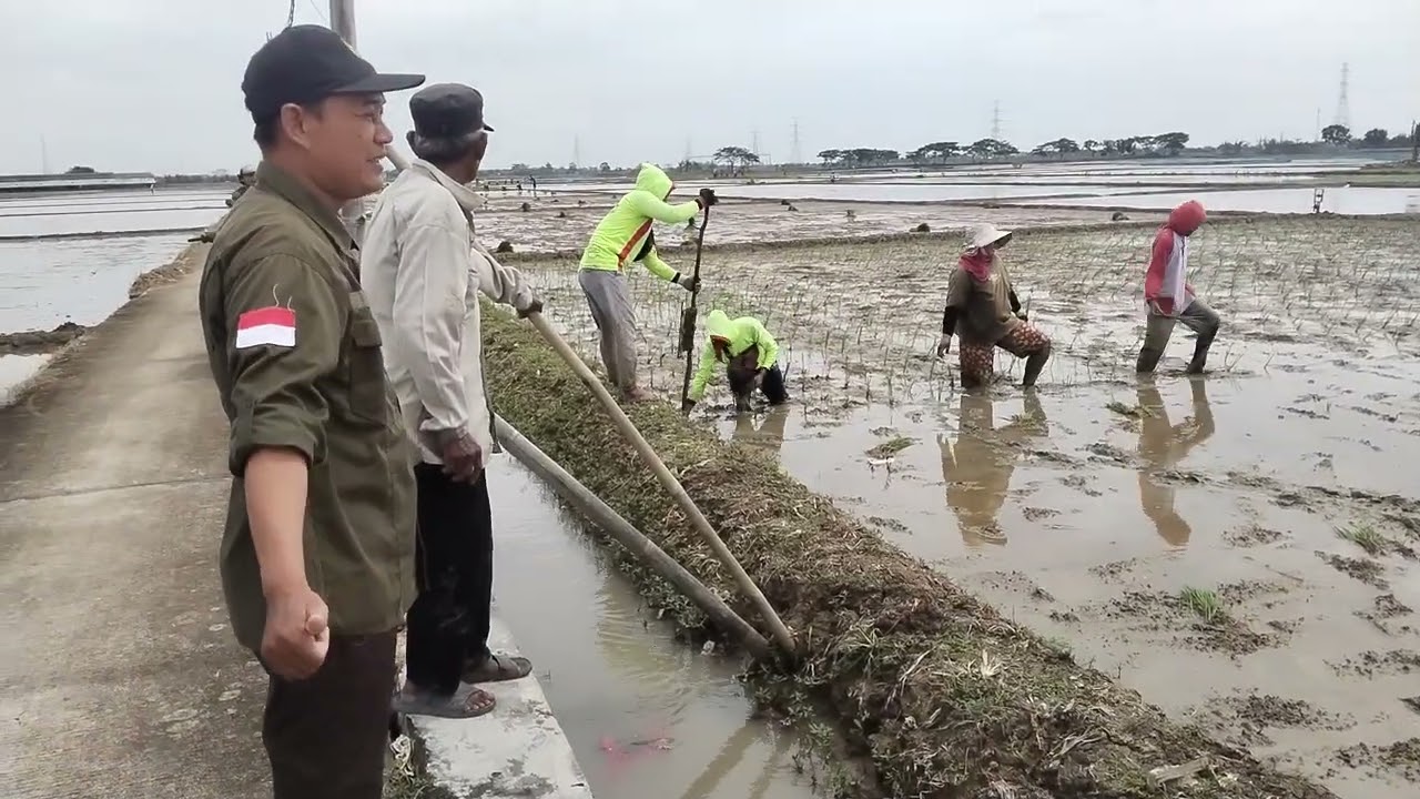 Pengawalan dan Pendampingan Gerakan Percepatan Tanam. #PenyuluhPertanian