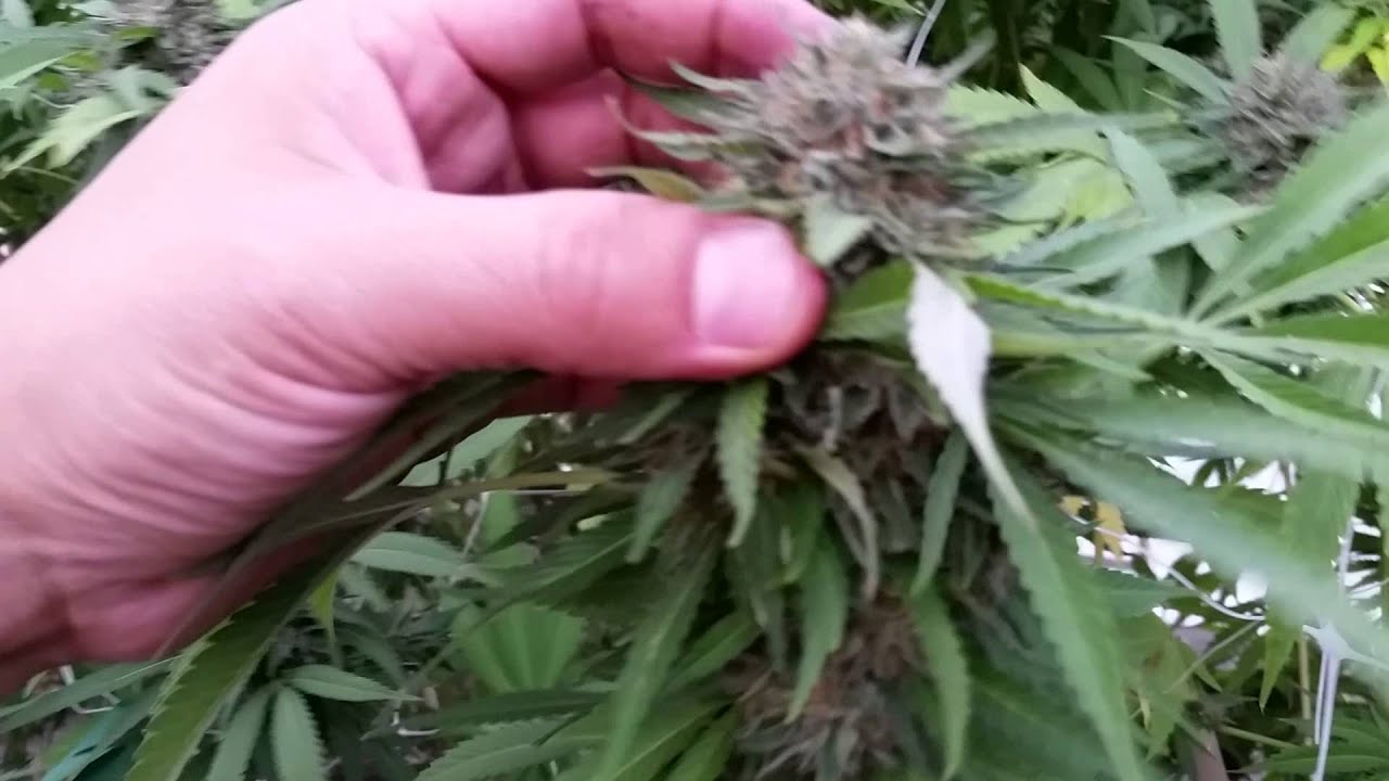 Chem Valley Kush - Sept 23