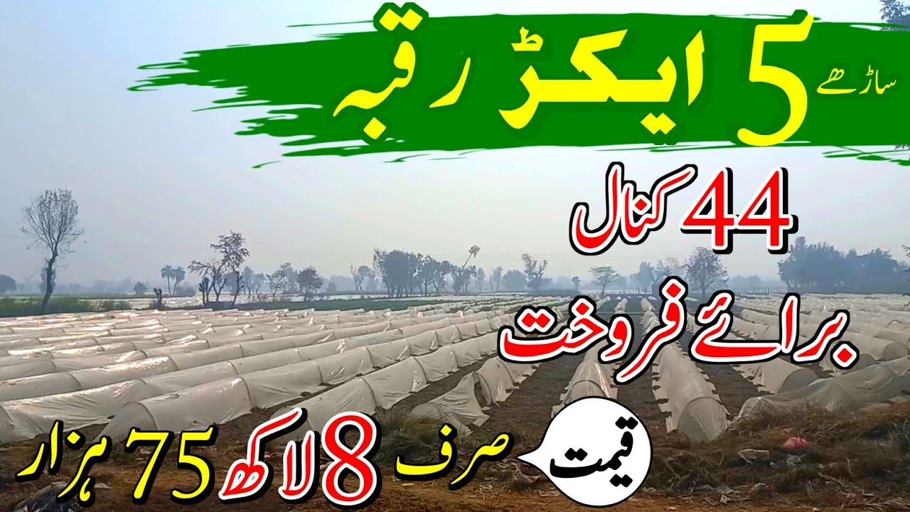 85.5 Acres Agriculture Land for Sale in Punjab Pakistan | Affordable Farming Land | Episode 198