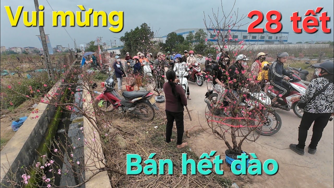 Vui mừng bà con trồng đào bán gần hết ngày 28 Tết