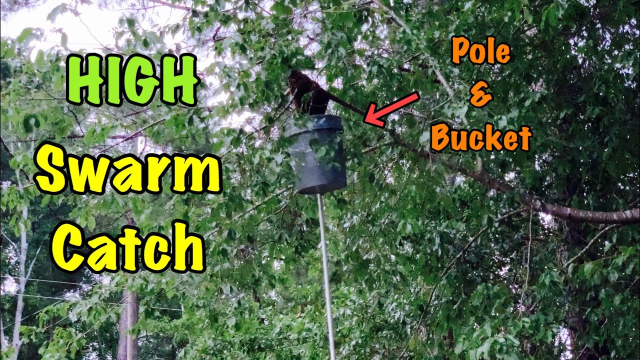 High SWARM CATCH Using an Extension Pole & Bucket