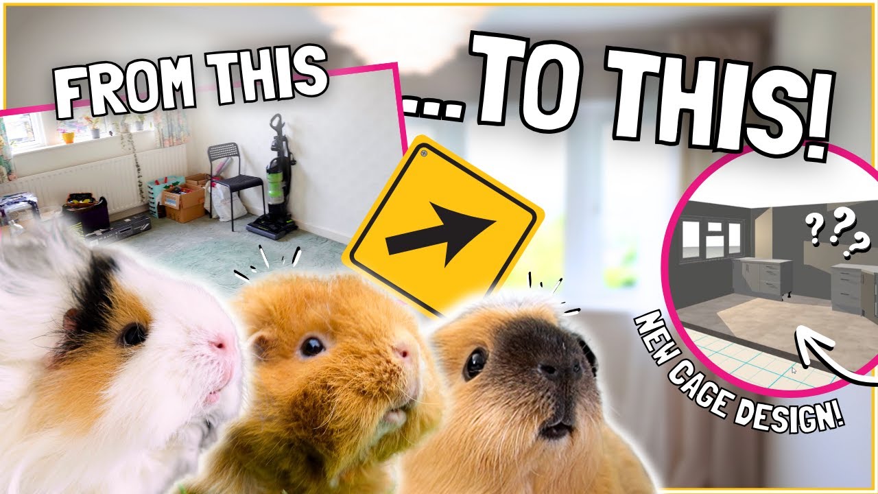 Renovating a WHOLE ROOM for the Guinea Pigs!