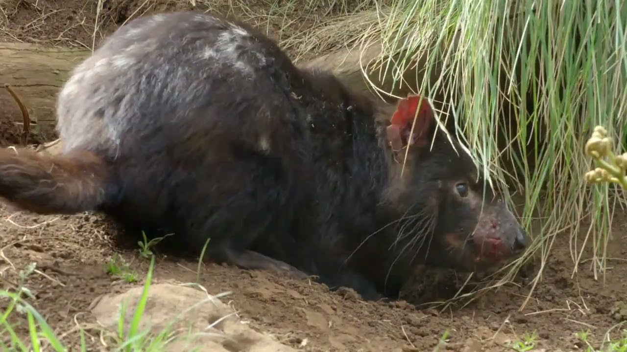 Secret Life of the Tasmanian Devil - Young Devils