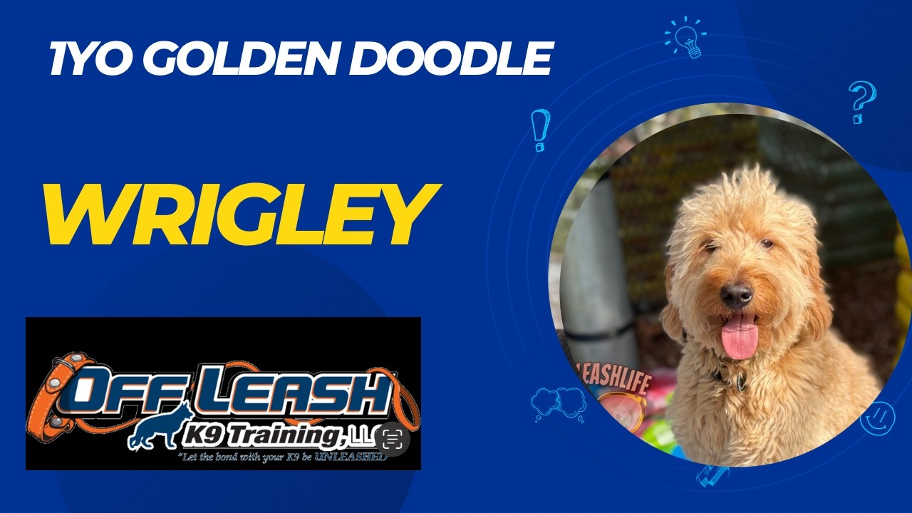 Wrigley 1YO Golden Doodle|| Before & After Video || OLK9 Training Sarasota || Board & Train