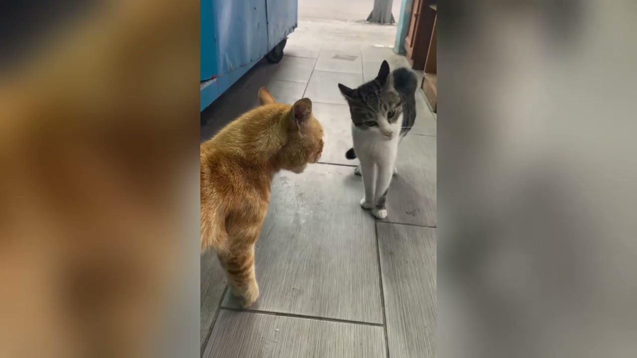 ANGRY CAT FIGHTING VIDEO YOUTUBE CHANNEL MENTAL CATS