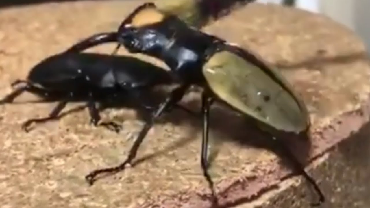 カブトムシクワガタ最強決定戦 第2回ウェルター級GP(旧ミドル級) 再編版