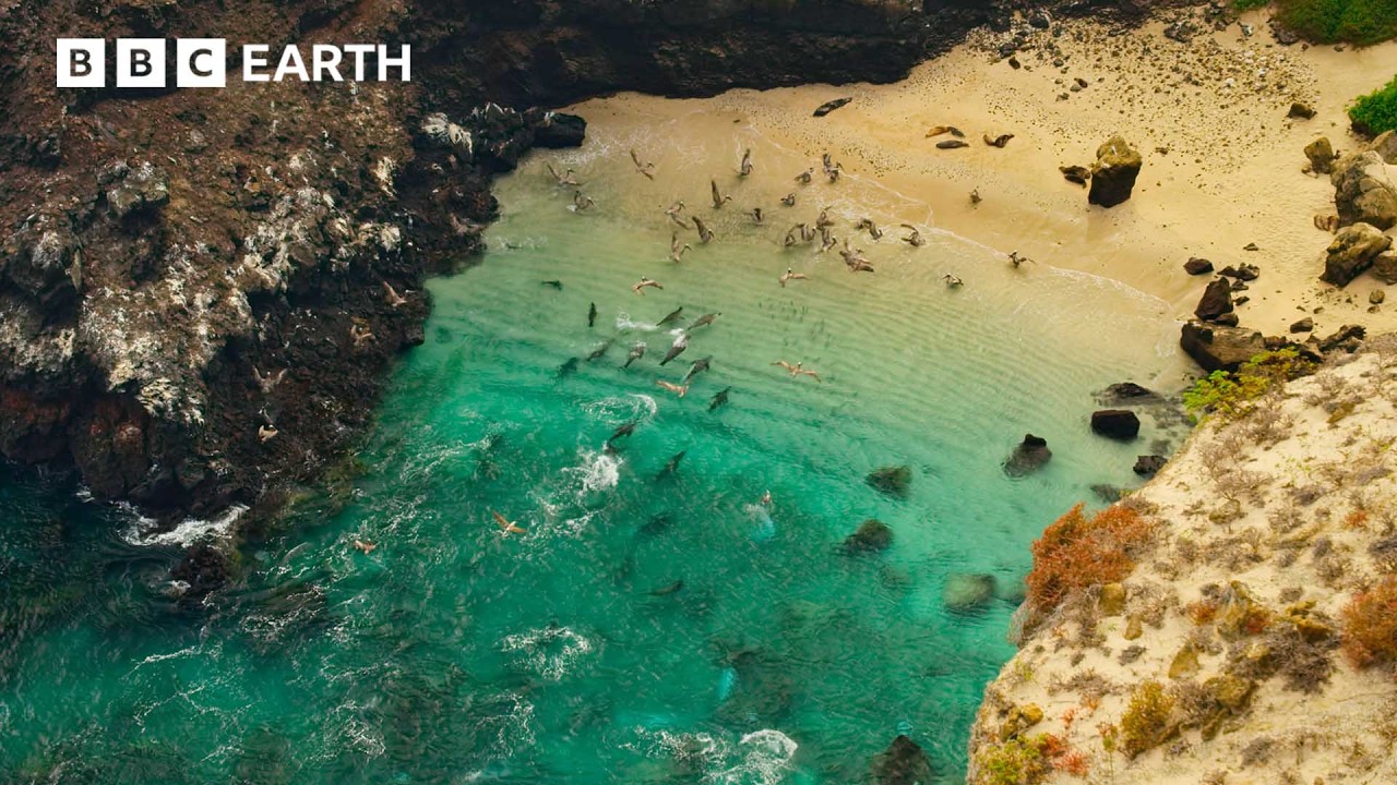 Sea Lions Use This Hidden Cove to Ambush Prey | 4K UHD | BBC Earth