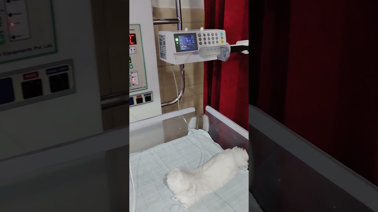Phototherapy #pediatrics #pedia #pediatricians #pediatricsnursing #shorts #doctor #nicu #mbbs