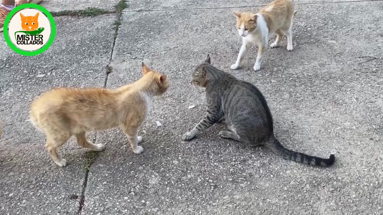 У этих кошек нет дома, но у них есть имя