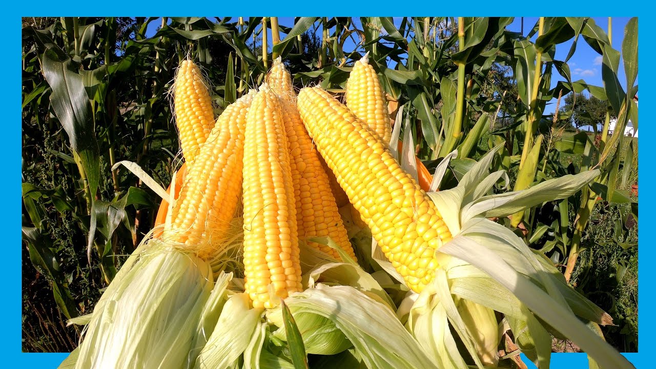 Zuckermais erfolgreich im Garten anbauen 🌽 Tipps und Tricks für den Anbau 🌽 Mais im Garten pflanzen