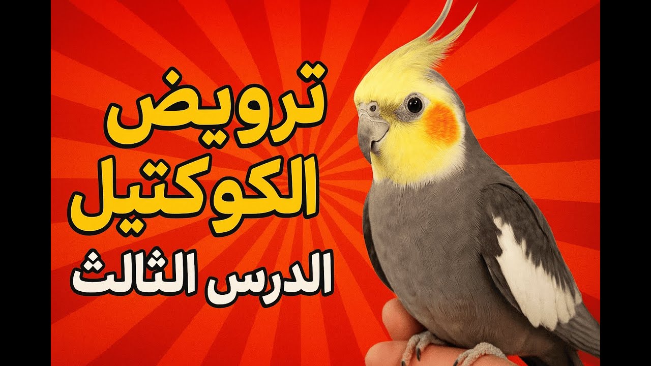ترويض طائر الكوكتيل | الدرس الثالث: تقوية الثقة والاقتراب بدون خوف