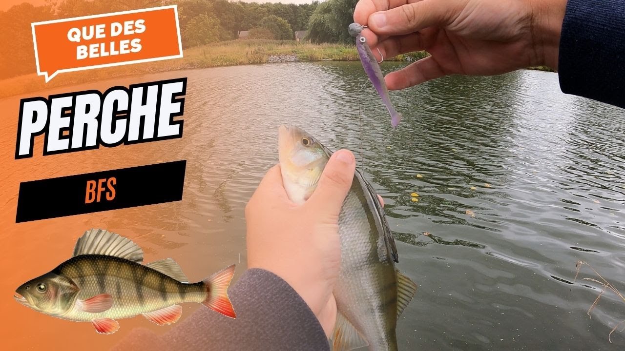 Pêche des perches en canal par temps venteux | BFS, jerkminnow, crank & leurres souples