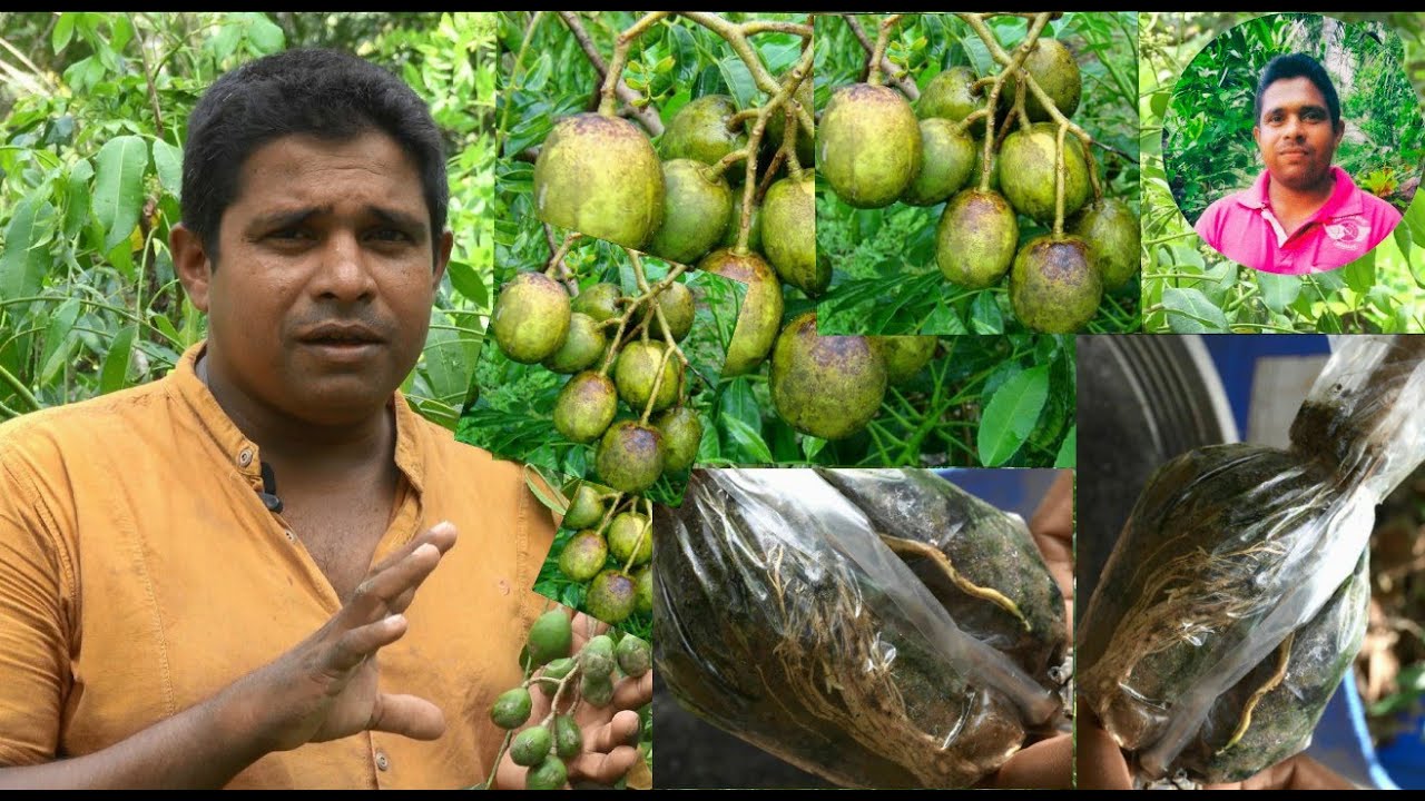 ඇඹරැල්ලා අතු පැලකිරිම , ambaralla athu pelakirima,වගාව, ගෙවතු  වගාව,wagawa,gewathu wagawa.Pruning