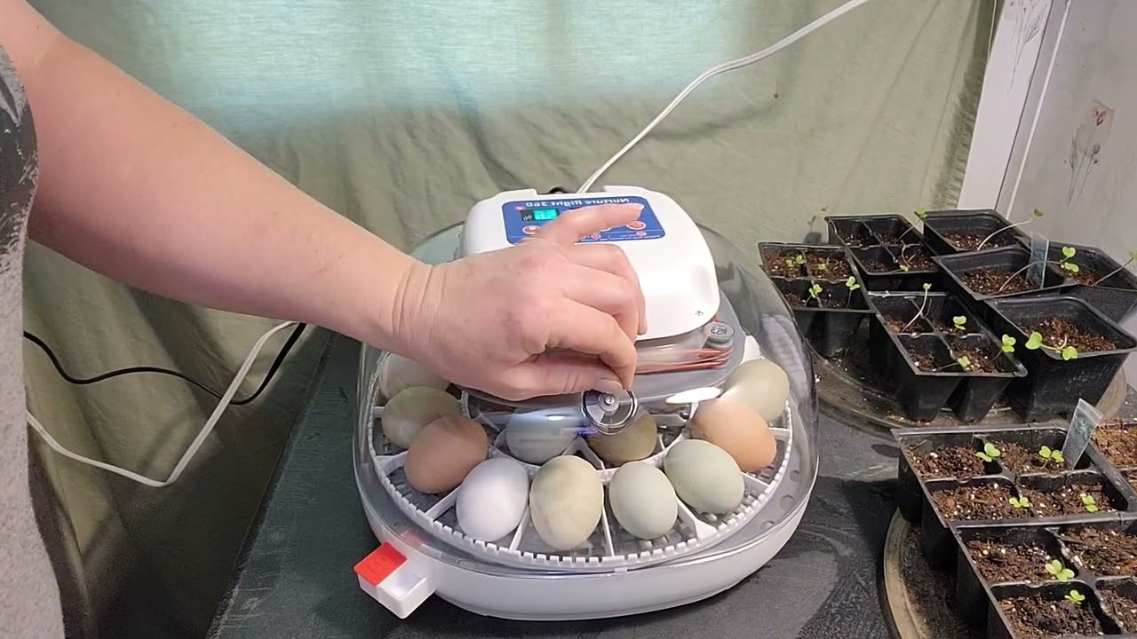 Incubating chicken eggs!!