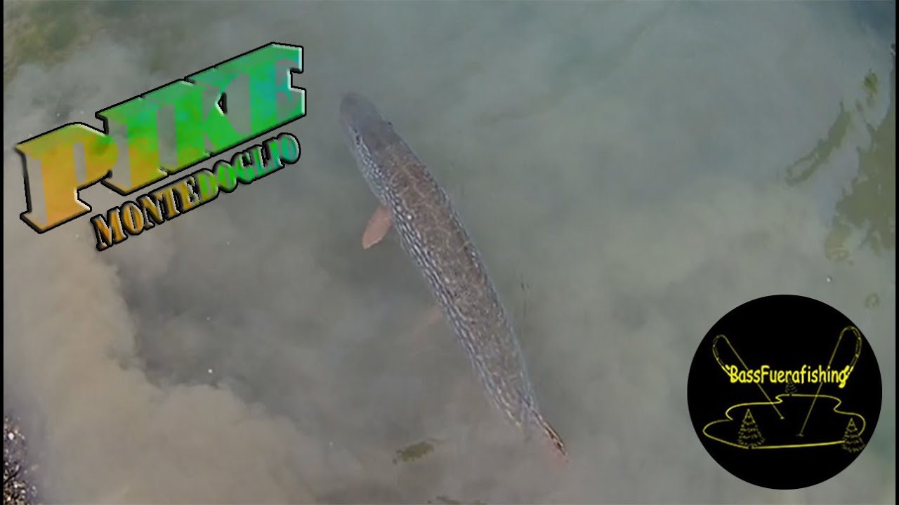 Pike lago di Montedoglio!!!