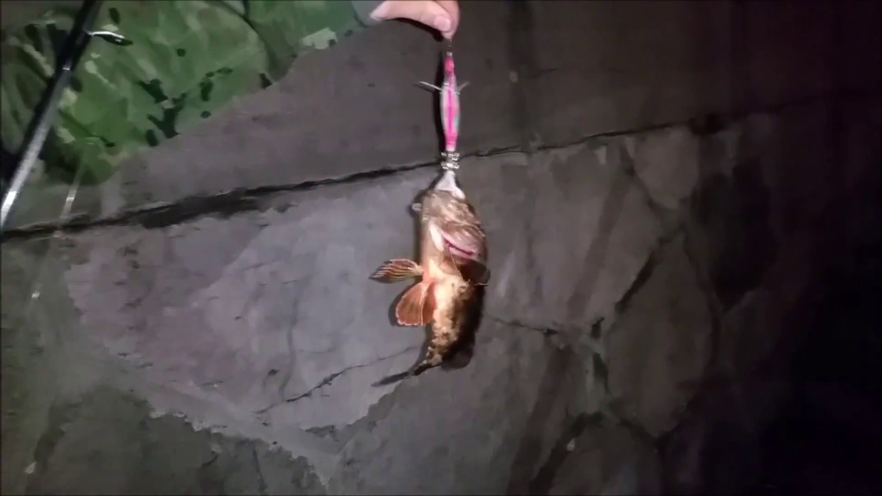 Pescando rascacio con jibionera :/