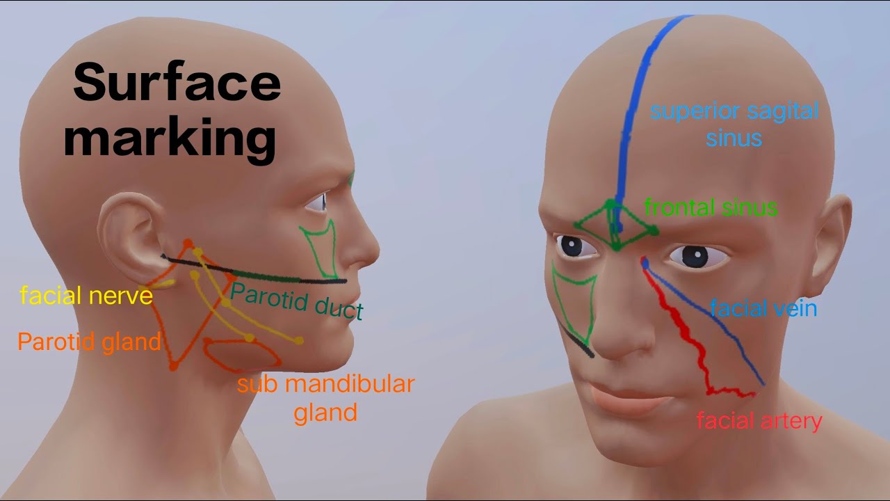 Surface Anatomy of Head and Neck - Surface marking of Parotid gland, Facial artery, Frontal sinus