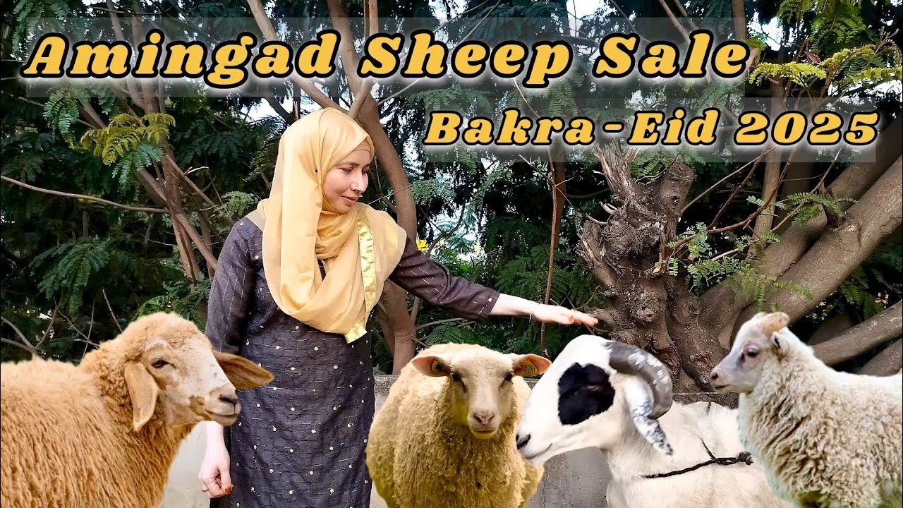 Amingad Sheep for Bakra-Eid in KG Halli Bangalore