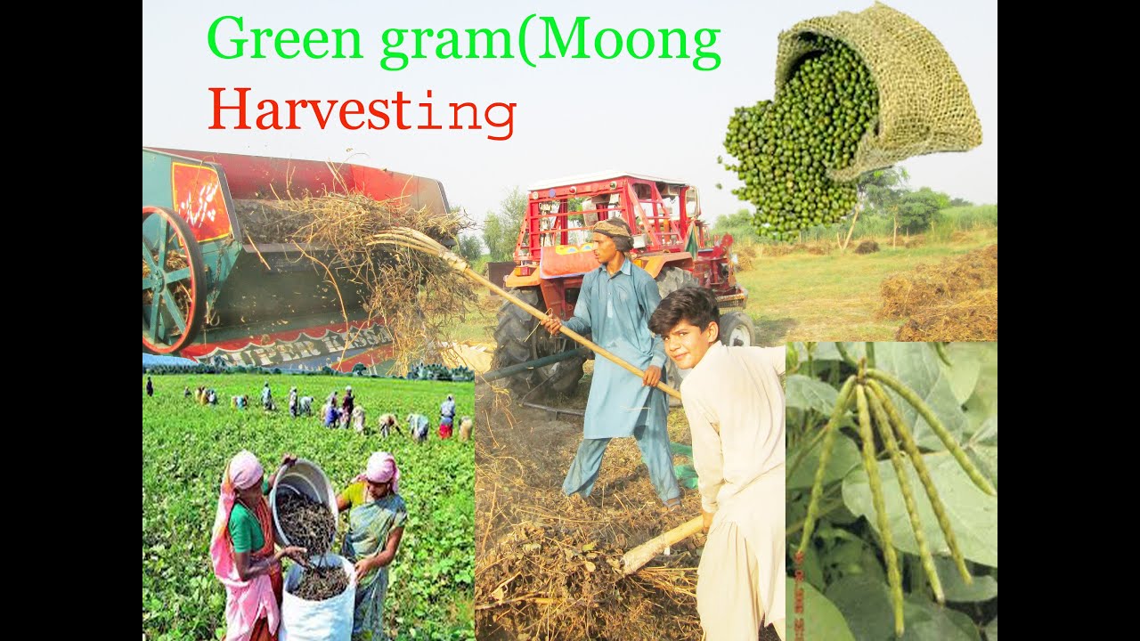 Green gram(Moong )Harvesting withGHAZI 65 HP and SUPER KISSAN Wheat Thresher bay NS desi channel l