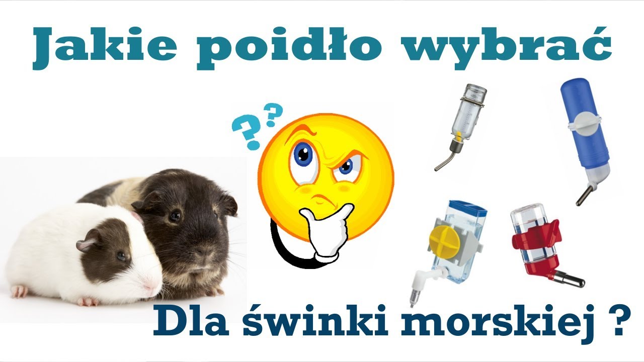 Jakie poidło dla świnki morskiej ?
