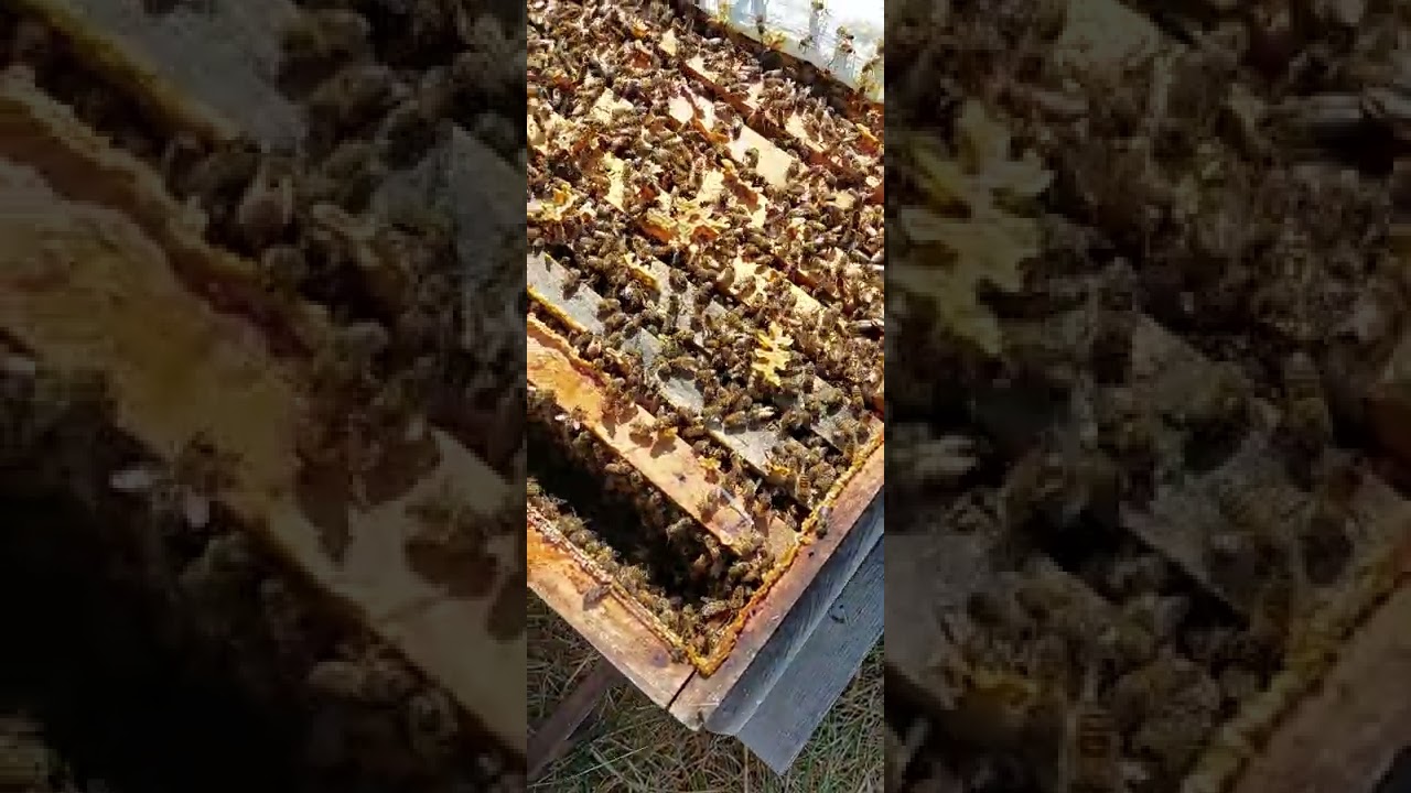 sizde arılarınıza bunu verin ,kışında yavru yapsın