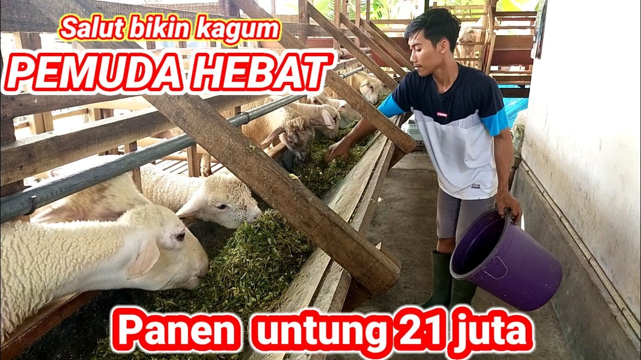 SUKSES TERNAK KAMBING DI USIA MUDA sistem kandang koloni pakan fermentasi  PETERNAK KAMBING MODERN