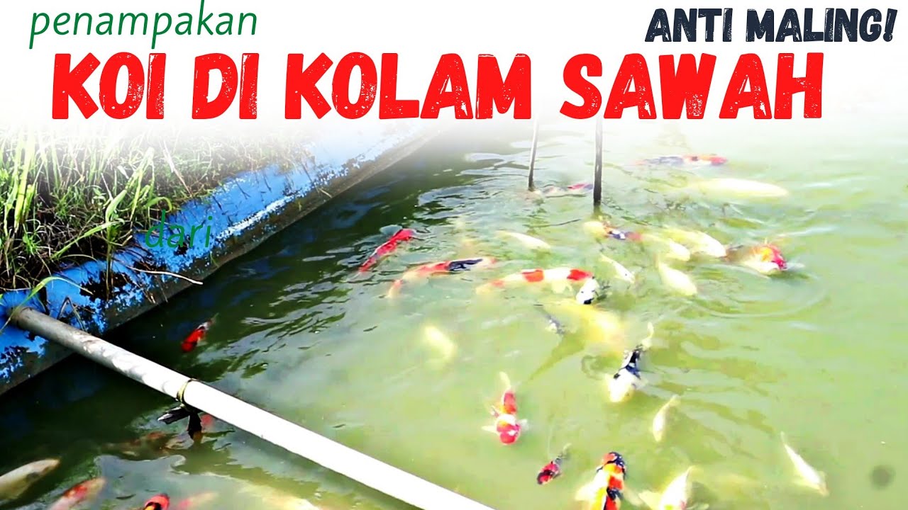 Persawahan yang jadi Kolam Budidaya Koi di Blitar