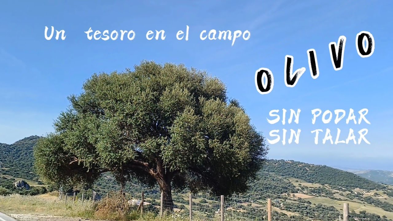 💚🌳 El OLIVO más grande | que he visto en mi vida ¡Nunca fue talado!