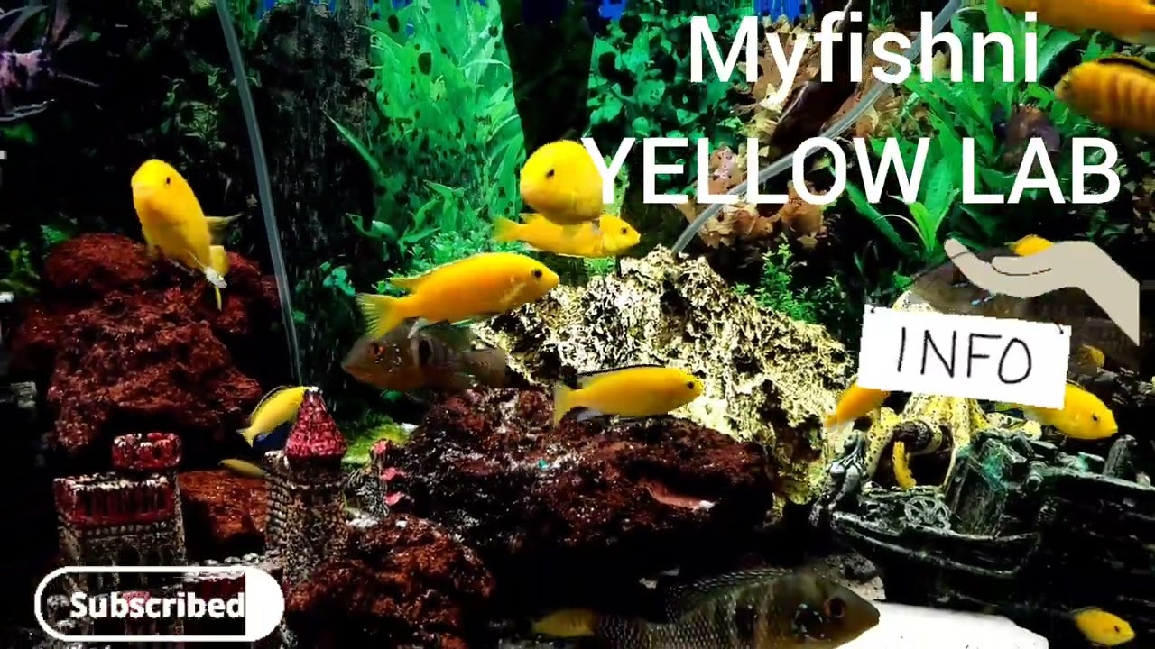 Species Profile Yellow lab cichlids