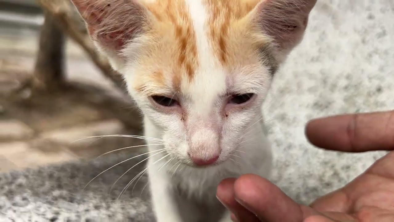 Can This Kittens Trust Humans Again? #funnycats #cute #streetcats #kitten #adoptstrays