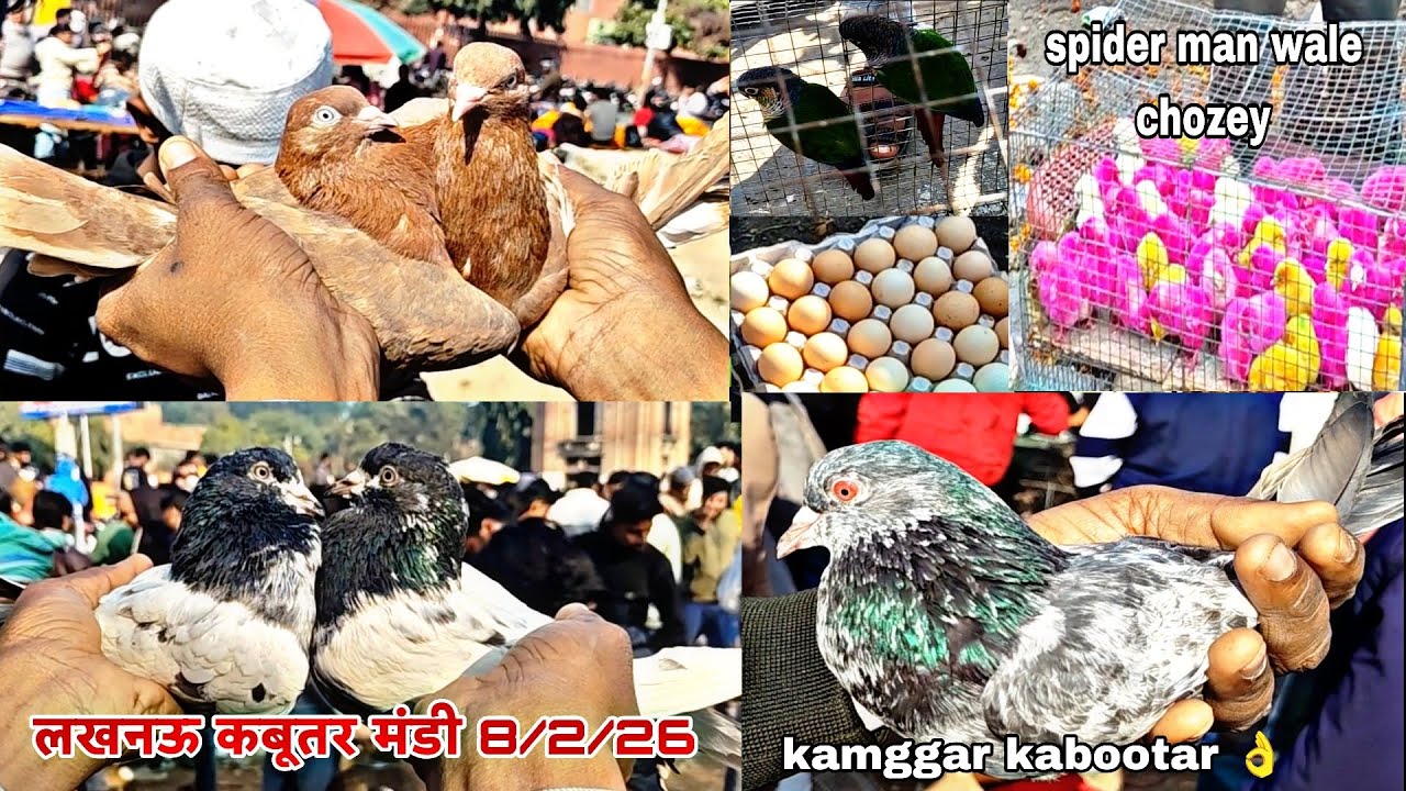 Lucknow Kabootar Bazaar 8/2/26 New Video 2026