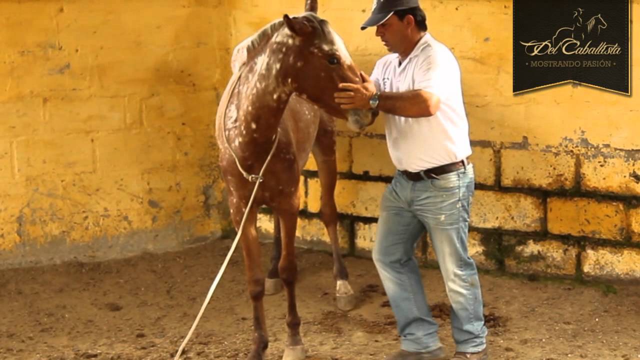 Especial de Doma Racional con Pablo Saldarriaga (HD) - www.delcaballista.com