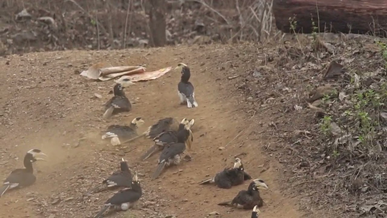 24 Hornbils Dustbath together | Showstoppers on road, Malabar-Pied Hornbills | TrulyWild #viralvideo