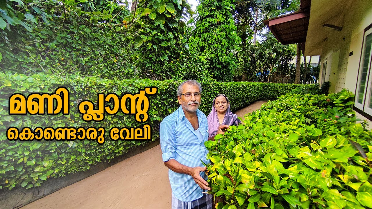 മണിപ്ലാന്റ് കൊണ്ടൊരു അത്ഭുത മതിൽ😮 | Wall with Plants | Come on everybody