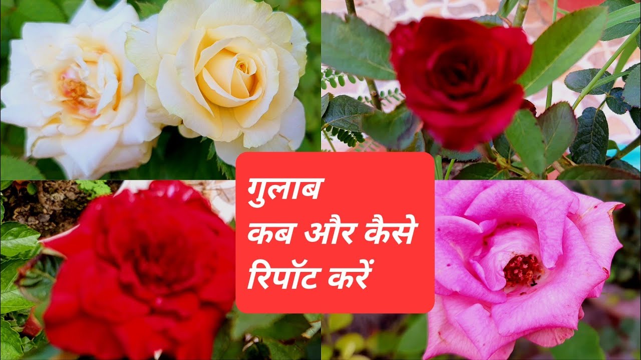 गुलाब की रिपोर्टिंग कब और कैसे करें जिससे कि बहुत अच्छे फूल आएं | How to Repot Rose Plant #rose