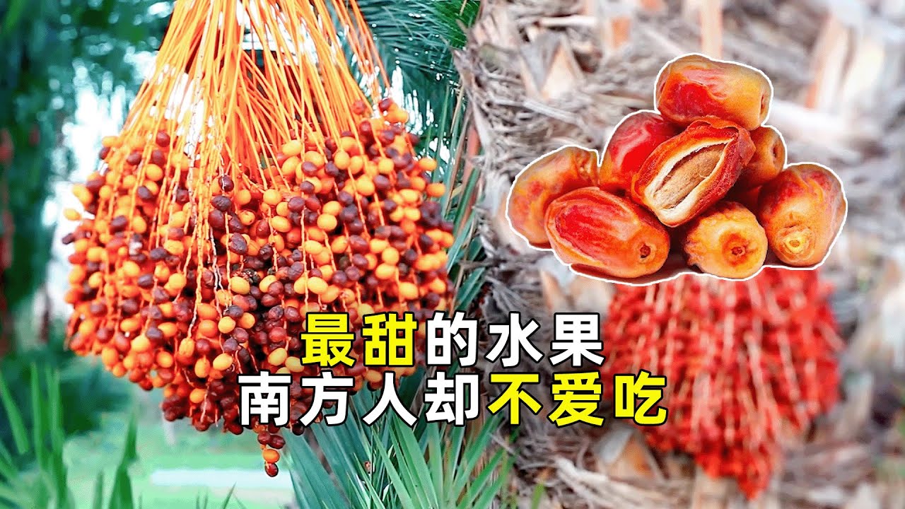 椰枣种植：迪拜人的最爱，国内人却爱答不理！