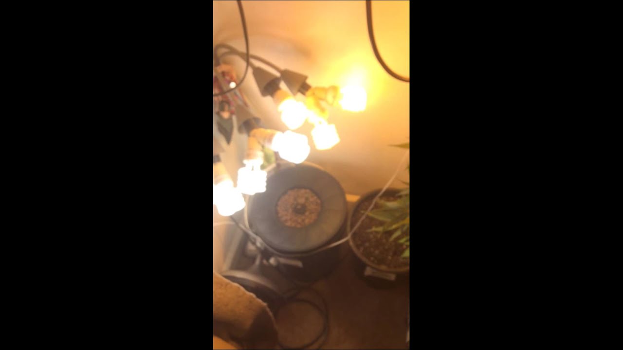 400 Watt Trans Siberian Autoflower Flowering week 5