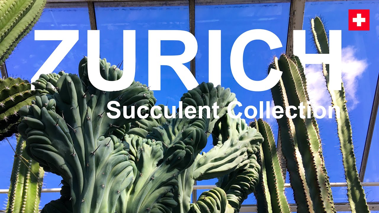 Zurich's Succulent Plant Collection: A Botanical Wonderland in Switzerland