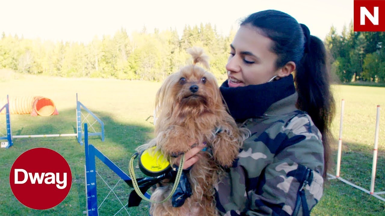 #Dway | Bea lærer hunden sin agility | discovery+ Norge