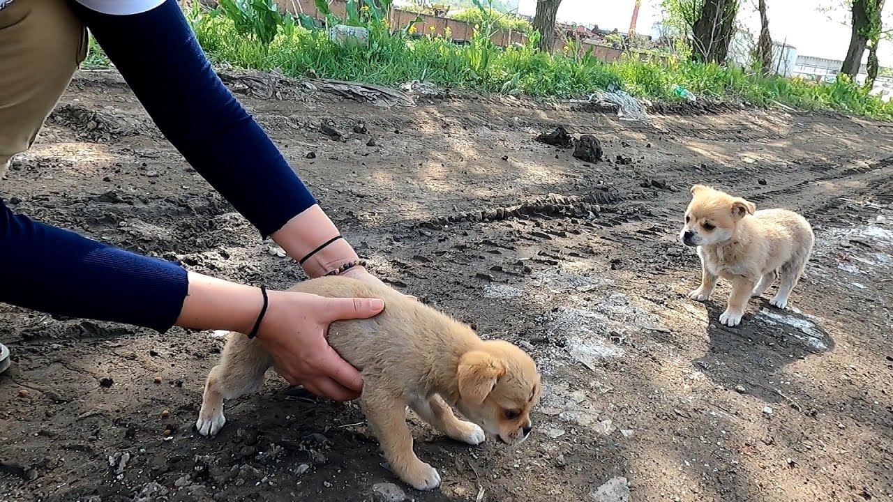 Rescuing stray puppies from roadside garbage (One Take • No Cuts)