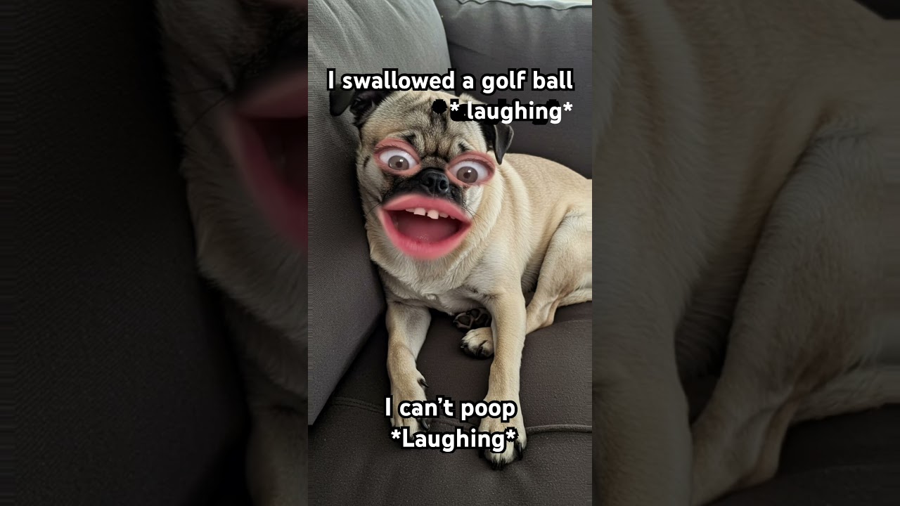 I’m laughing so hard 🤣🤣🤣🤣