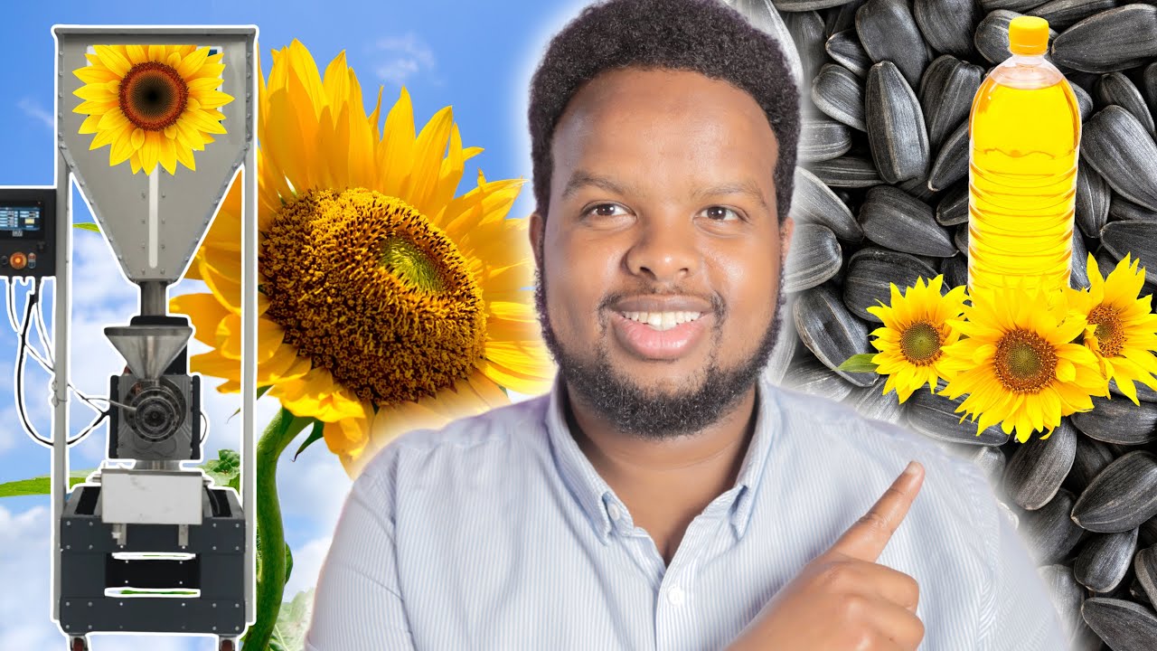 WARSHAD YAR OO SOO SAARTA SALIIDA GABAL-DAYAHA SUNFLOWER 🌻