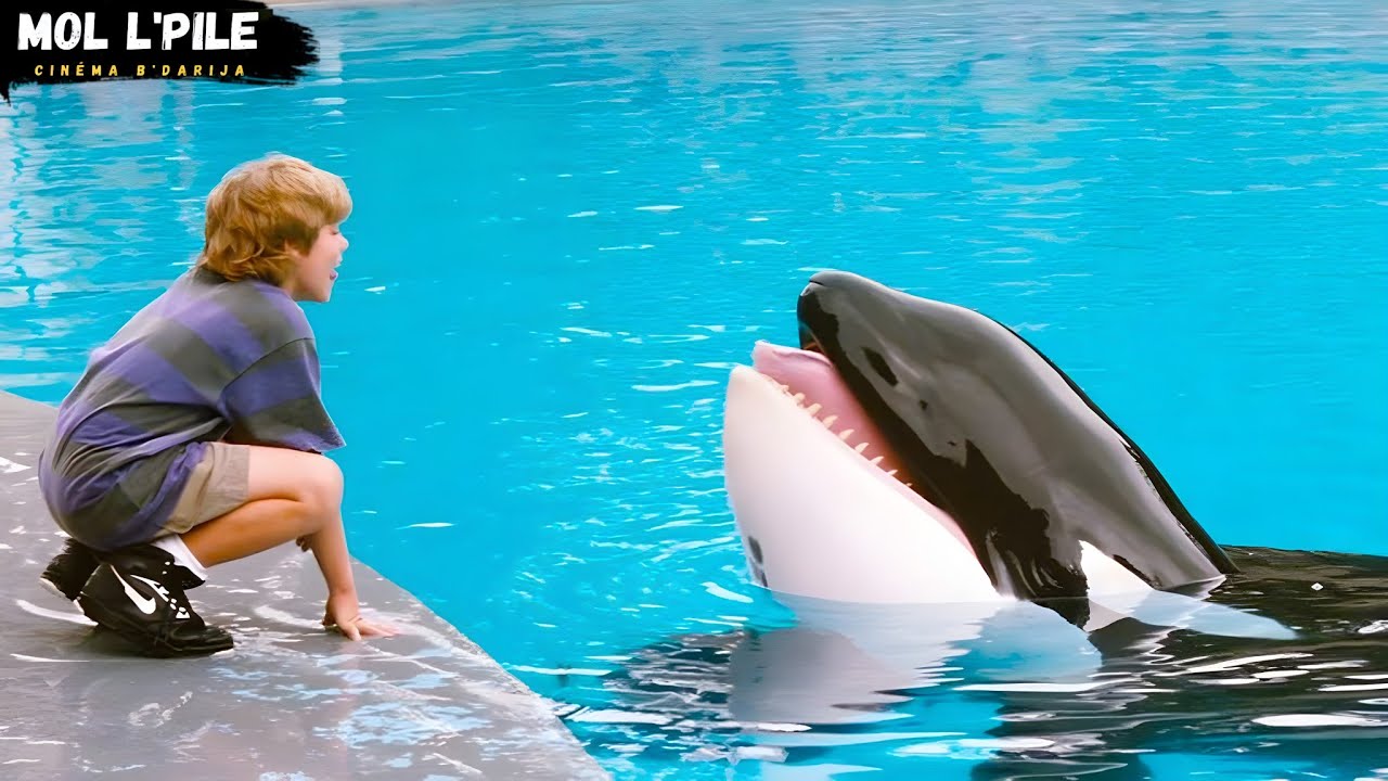 حوت ينقذ ولد من الغرق🐋 فيقوم الولد برد الجميل ويساعده في الهروب من الصيادين❤️|| ملخص 🎦 Free Willy