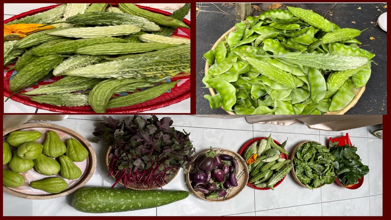 Harvesting hyacinths beans bitter gourds with my sister in law বেয়াইনের সাথে অনেক উরি কেরেলা তুললাম