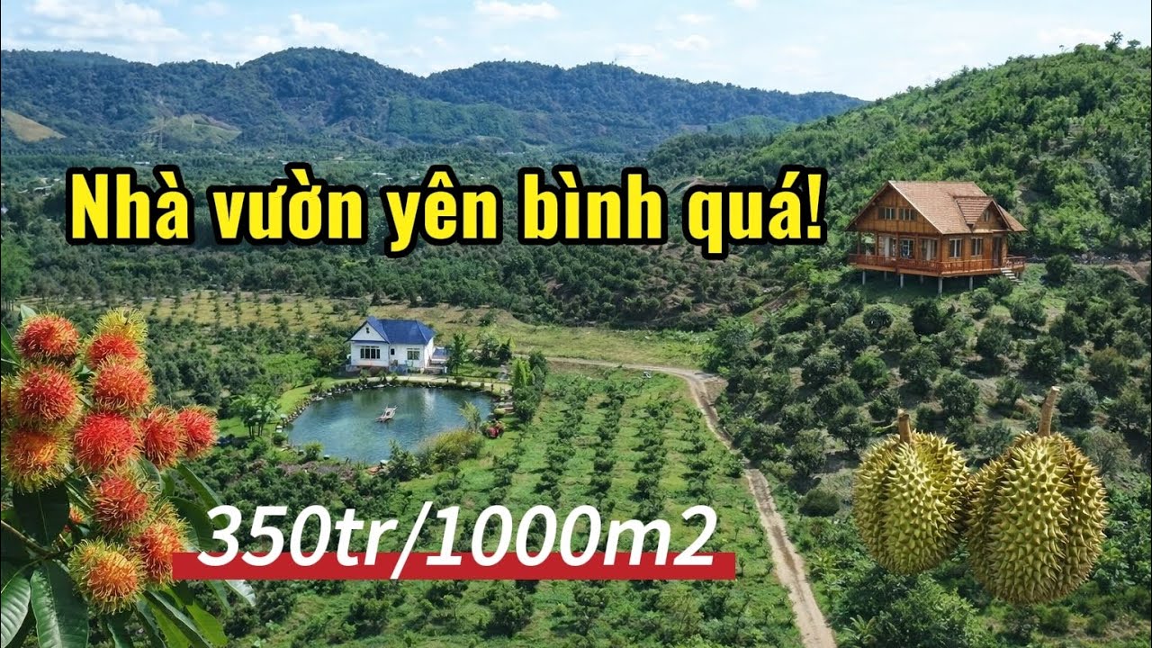 Không có thời gian chăm! Chị gái đành bán đi mãnh nhà vườn trồng sầu riêng, chôm chôm ở lâm đồng.