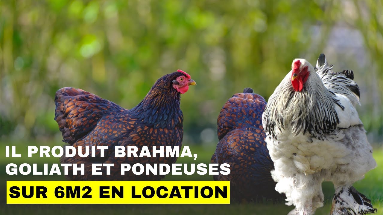 Il produit brahma, Goliath et pondeuses sur 6 m2 en location.