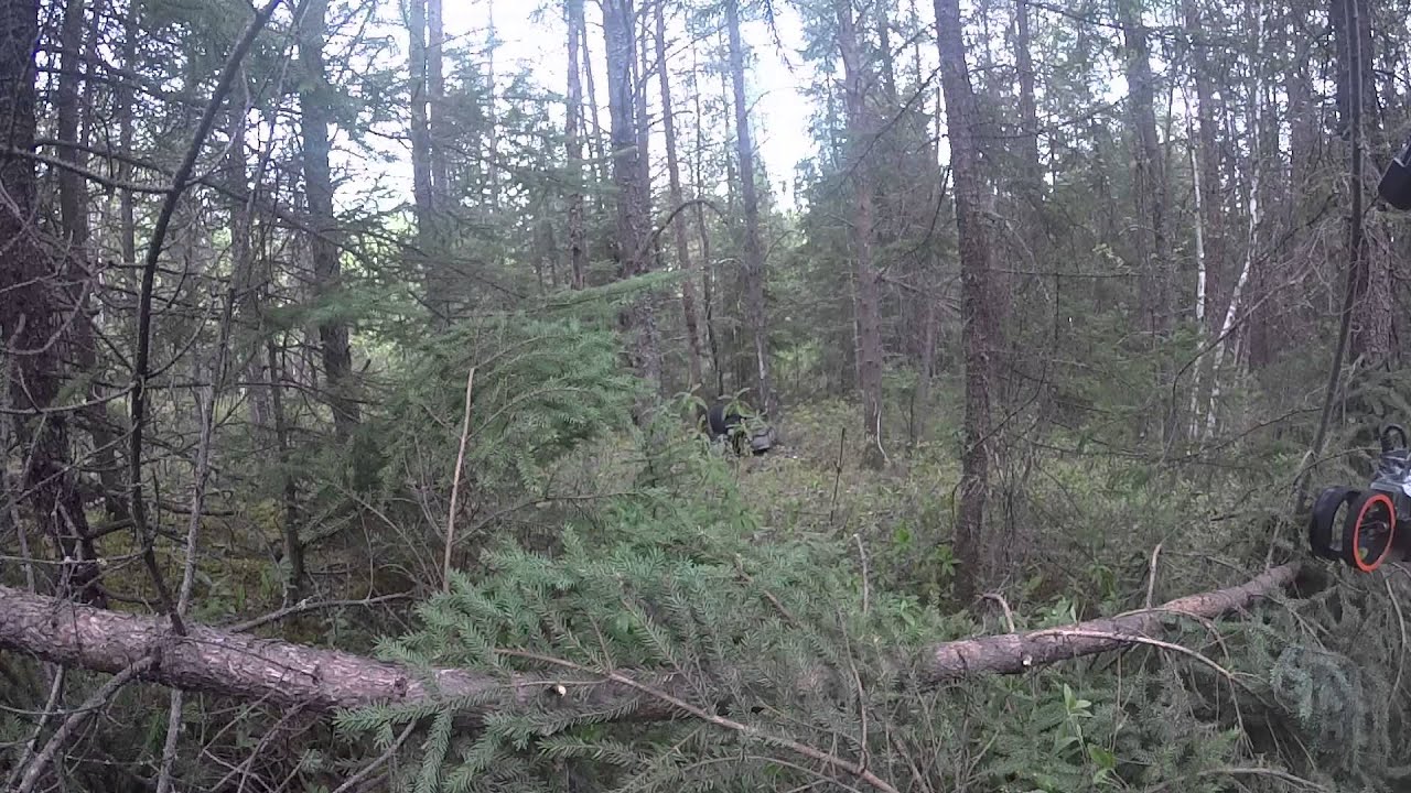 T. Bice Bear hunt Goporo 2015 Quebec