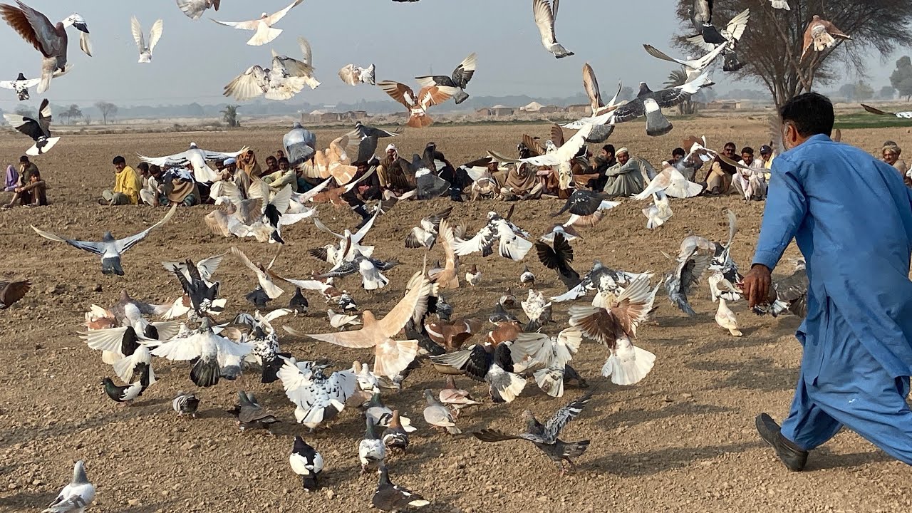 Cabo Kamu Kala500 Zila Dera Ghazi Khan Zila Rajapur Bhaiya Muqqabla Hua video call and Lam Dekh