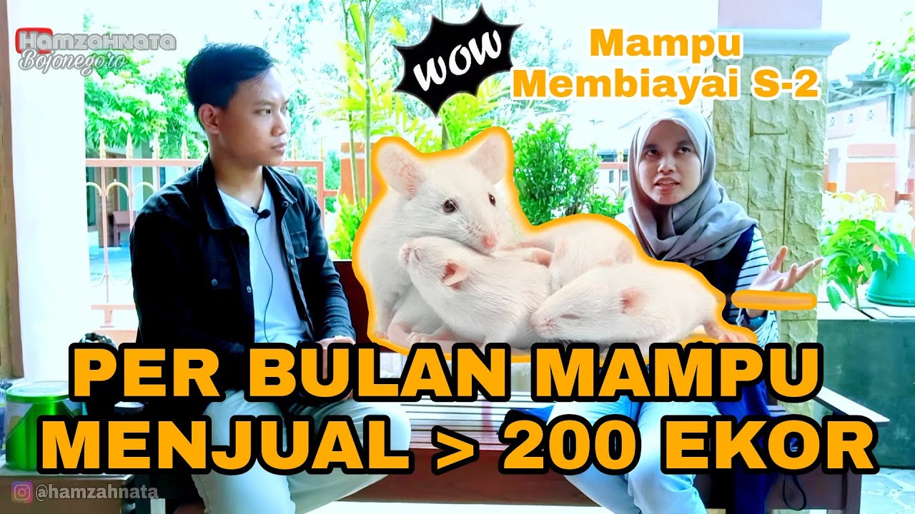 INSPIRASI DARI MAHASISWI PENGUSAHA TIKUS / MENCIT ASAL YOGYAKARTA