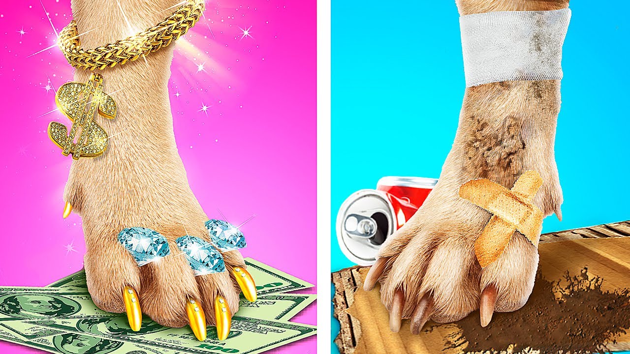 Genius Hacks for Smart Pet Owners! If a Poor Teenager Bought a Pet Shop
